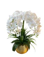 dövü saksı 6 lı ıslak orkide gold 2